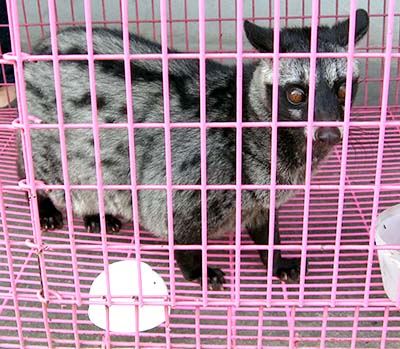 'A Civet in a Cage in Krabi' by Asienreisender